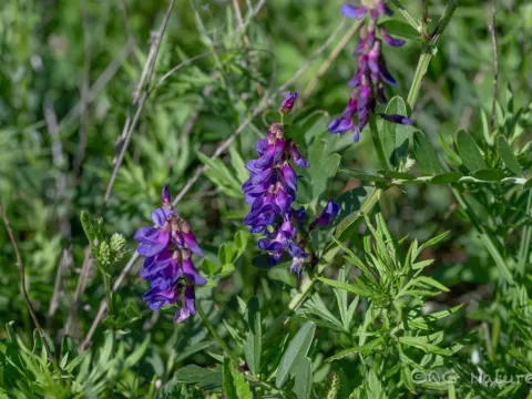 Vicia amoena