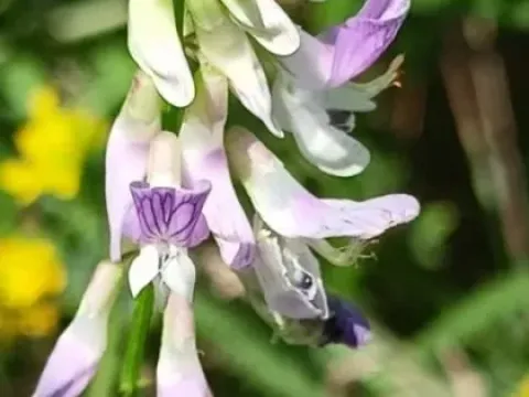 Pectinate vetch