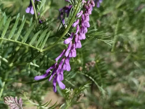 Fine-leaved vetch