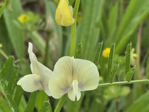 Vicia grandiflora