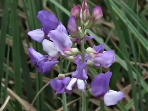Vicia graminea