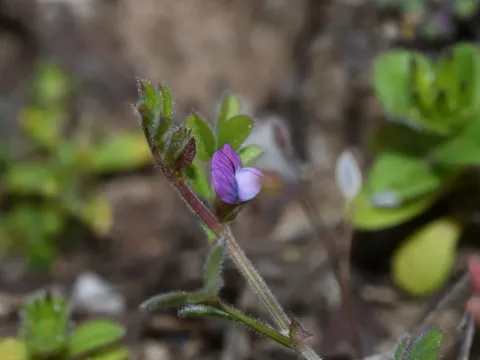 Spring vetch