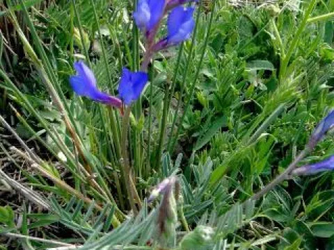 Sainfoin vetch