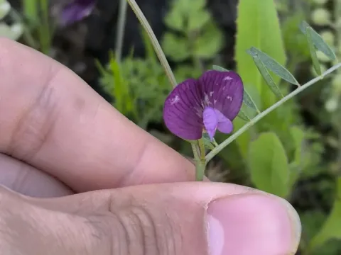Vicia peregrina