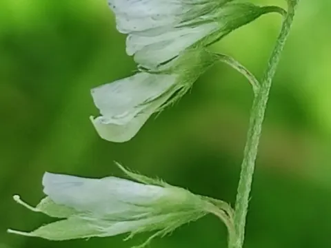Hairy vetch
