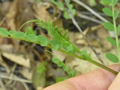 Wood vetch