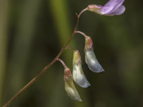 Fine vetch