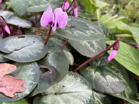 Cyclamen