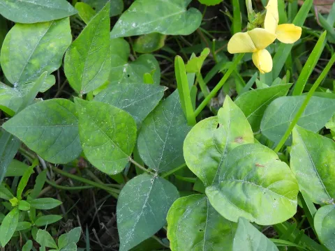 Vigna repens