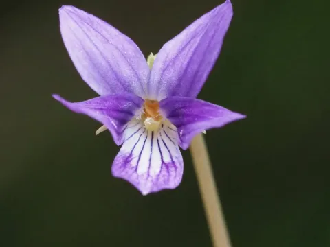 Viola inconspicua