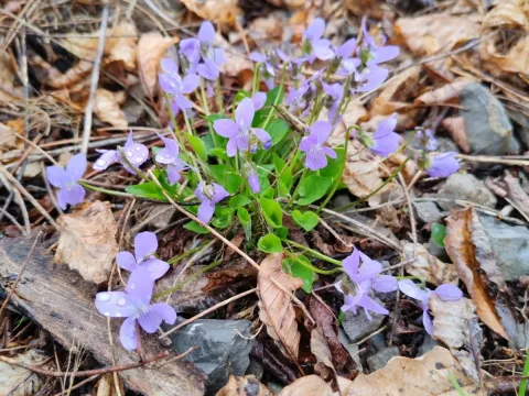Hill violet