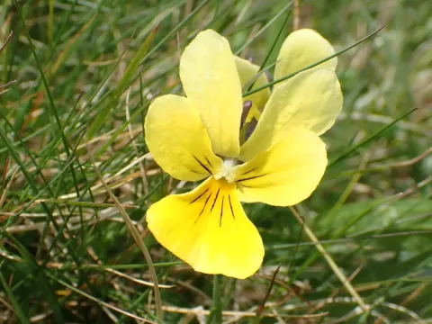 Yellow mountain pansy