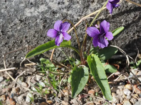 Viola mandshurica