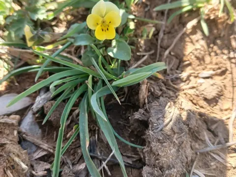 Viola modesta