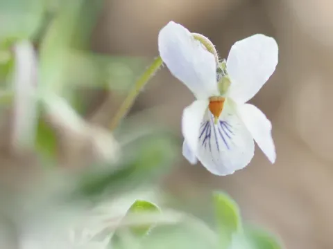 Viola nipponica