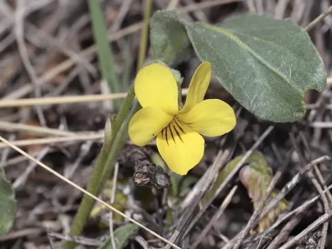 Nuttall's violet