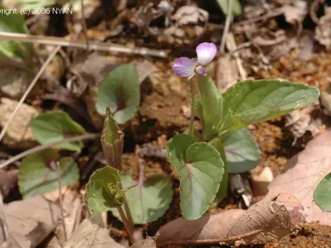 Viola ovato-oblonga