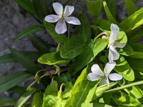 Patrin's violet