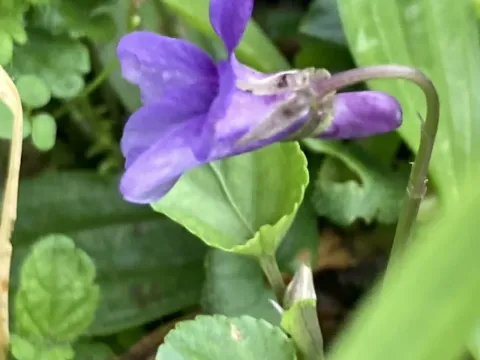 Early dog-violet