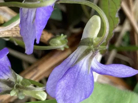 Rivin's violet