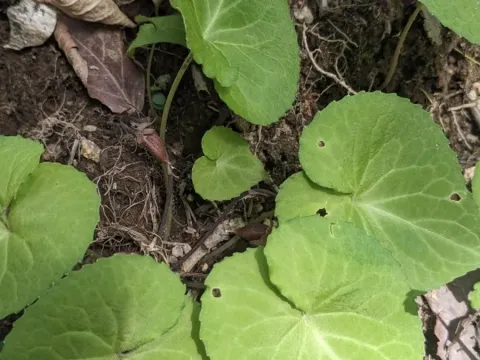 Ross's Violet