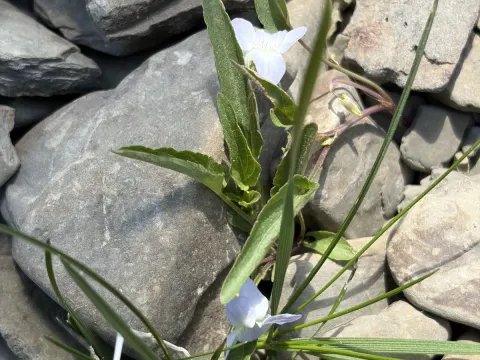 Fen violet