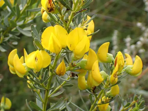 Honeybush