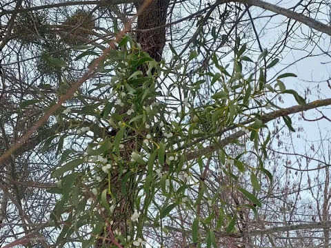 Mistletoe