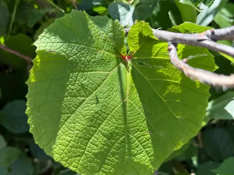 Виноград амурський