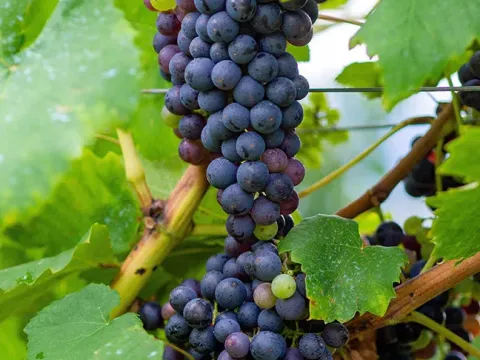 Vitis bourquiniana