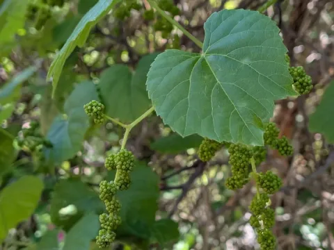 California wild grape