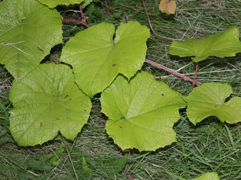 Crimson Glory Vine