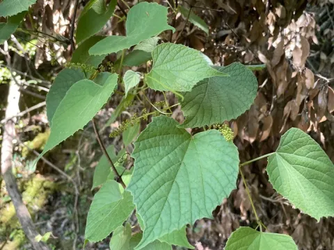 Vitis flexuosa