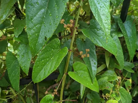 Halberd-leaf grape