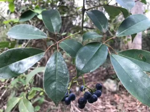 Vitis hypoglauca