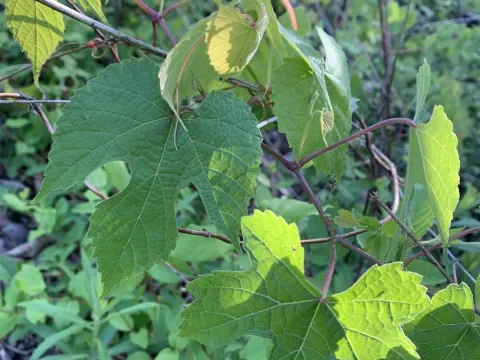 Lincecum grape