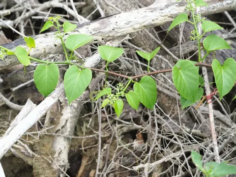 Cissus repens