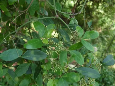 Vitis shifunensis
