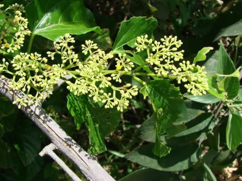 Tilia-leaf grape
