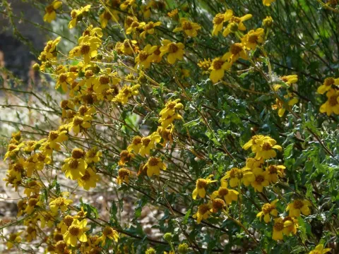 Viguiera