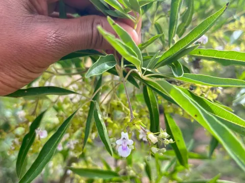 Vitex rehmannii