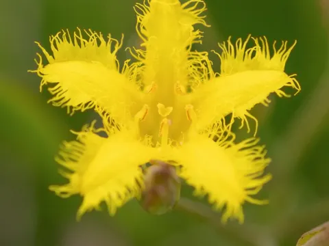 Вилларсия
