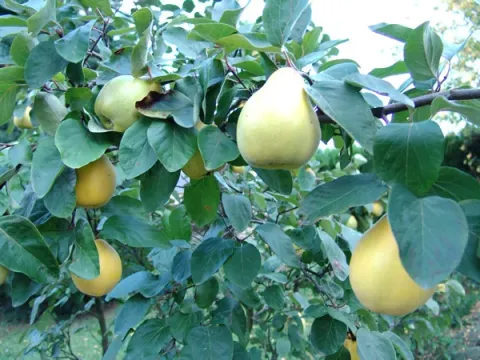Quince