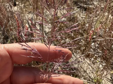 Geniculate fescue