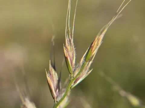 Small fescue
