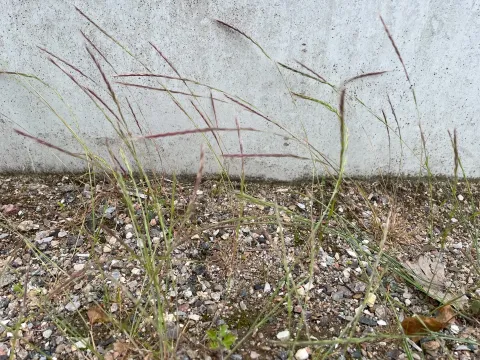 Festuca muralis