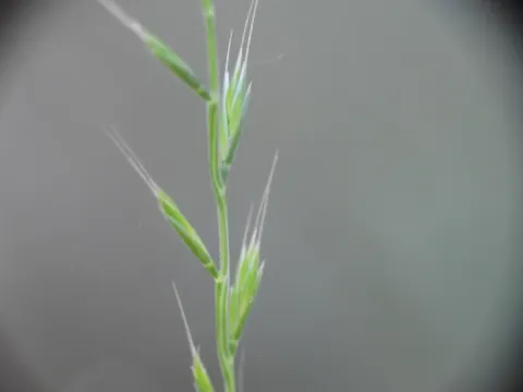 Matgrass