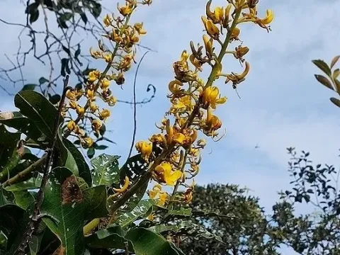 Vochysia