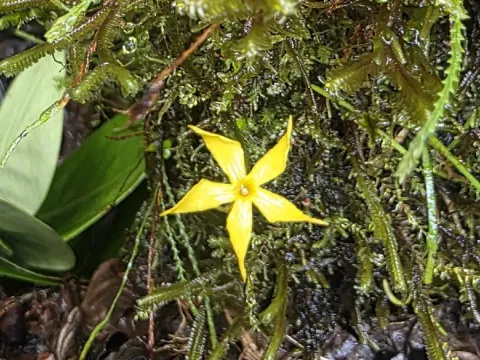 Voyria