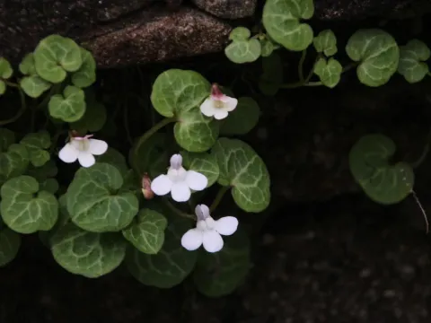 Kenilworth ivy